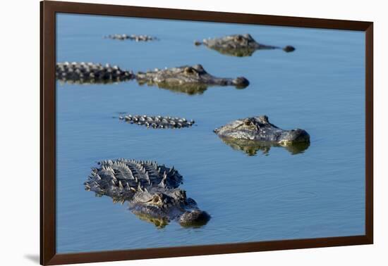 American Alligators at Deep Hole in the Myakka River, Florida-Maresa Pryor-Framed Premium Photographic Print