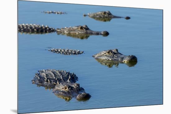 American Alligators at Deep Hole in the Myakka River, Florida-Maresa Pryor-Mounted Premium Photographic Print