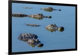 American Alligators at Deep Hole in the Myakka River, Florida-Maresa Pryor-Framed Premium Photographic Print