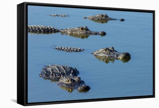 American Alligators at Deep Hole in the Myakka River, Florida-Maresa Pryor-Framed Stretched Canvas