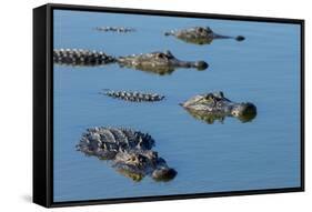 American Alligators at Deep Hole in the Myakka River, Florida-Maresa Pryor-Framed Stretched Canvas