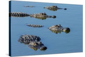 American Alligators at Deep Hole in the Myakka River, Florida-Maresa Pryor-Stretched Canvas