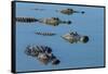 American Alligators at Deep Hole in the Myakka River, Florida-Maresa Pryor-Framed Stretched Canvas