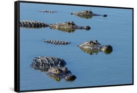 American Alligators at Deep Hole in the Myakka River, Florida-Maresa Pryor-Framed Stretched Canvas