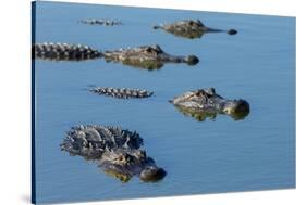 American Alligators at Deep Hole in the Myakka River, Florida-Maresa Pryor-Stretched Canvas