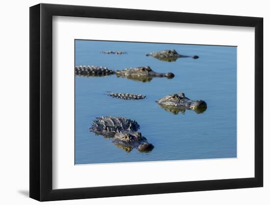 American Alligators at Deep Hole in the Myakka River, Florida-Maresa Pryor-Framed Photographic Print