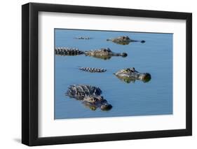 American Alligators at Deep Hole in the Myakka River, Florida-Maresa Pryor-Framed Photographic Print