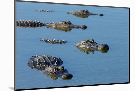 American Alligators at Deep Hole in the Myakka River, Florida-Maresa Pryor-Mounted Photographic Print