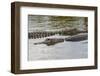 American alligators, Myakka River State Park, Florida-Adam Jones-Framed Photographic Print