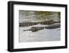 American alligators, Myakka River State Park, Florida-Adam Jones-Framed Photographic Print