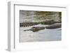 American alligators, Myakka River State Park, Florida-Adam Jones-Framed Photographic Print