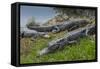 American Alligators Sunning, Anhinga Trail, Everglades National Park, Florida-Maresa Pryor-Framed Stretched Canvas