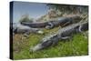 American Alligators Sunning, Anhinga Trail, Everglades National Park, Florida-Maresa Pryor-Stretched Canvas