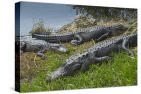 American Alligators Sunning, Anhinga Trail, Everglades National Park, Florida-Maresa Pryor-Stretched Canvas