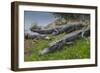 American Alligators Sunning, Anhinga Trail, Everglades National Park, Florida-Maresa Pryor-Framed Photographic Print