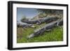 American Alligators Sunning, Anhinga Trail, Everglades National Park, Florida-Maresa Pryor-Framed Photographic Print
