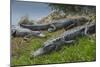 American Alligators Sunning, Anhinga Trail, Everglades National Park, Florida-Maresa Pryor-Mounted Photographic Print