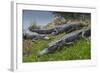 American Alligators Sunning, Anhinga Trail, Everglades National Park, Florida-Maresa Pryor-Framed Photographic Print