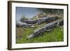 American Alligators Sunning, Anhinga Trail, Everglades National Park, Florida-Maresa Pryor-Framed Photographic Print