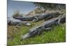 American Alligators Sunning, Anhinga Trail, Everglades National Park, Florida-Maresa Pryor-Mounted Photographic Print