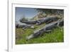 American Alligators Sunning, Anhinga Trail, Everglades National Park, Florida-Maresa Pryor-Framed Photographic Print