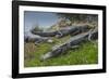 American Alligators Sunning, Anhinga Trail, Everglades National Park, Florida-Maresa Pryor-Framed Photographic Print