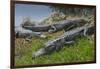 American Alligators Sunning, Anhinga Trail, Everglades National Park, Florida-Maresa Pryor-Framed Photographic Print