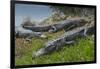 American Alligators Sunning, Anhinga Trail, Everglades National Park, Florida-Maresa Pryor-Framed Photographic Print