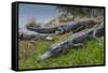 American Alligators Sunning, Anhinga Trail, Everglades National Park, Florida-Maresa Pryor-Framed Stretched Canvas