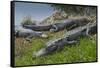 American Alligators Sunning, Anhinga Trail, Everglades National Park, Florida-Maresa Pryor-Framed Stretched Canvas