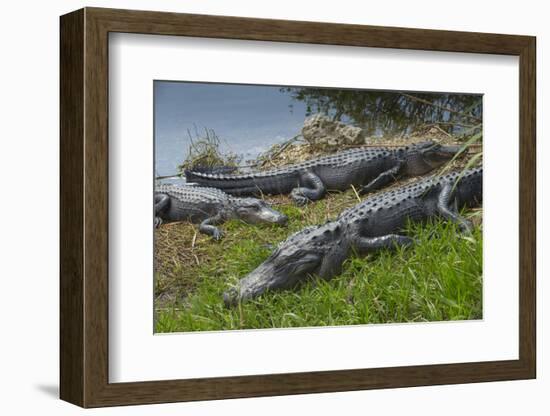 American Alligators Sunning, Anhinga Trail, Everglades National Park, Florida-Maresa Pryor-Framed Photographic Print