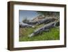 American Alligators Sunning, Anhinga Trail, Everglades National Park, Florida-Maresa Pryor-Framed Photographic Print