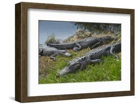 American Alligators Sunning, Anhinga Trail, Everglades National Park, Florida-Maresa Pryor-Framed Photographic Print