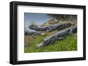 American Alligators Sunning, Anhinga Trail, Everglades National Park, Florida-Maresa Pryor-Framed Photographic Print