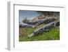 American Alligators Sunning, Anhinga Trail, Everglades National Park, Florida-Maresa Pryor-Framed Photographic Print