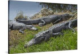 American Alligators Sunning, Anhinga Trail, Everglades National Park, Florida-Maresa Pryor-Stretched Canvas