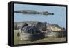 American Alligators Sunning, Myakka River, Myakka River Sp, Florida-Maresa Pryor-Framed Stretched Canvas