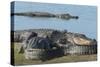 American Alligators Sunning, Myakka River, Myakka River Sp, Florida-Maresa Pryor-Stretched Canvas