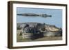 American Alligators Sunning, Myakka River, Myakka River Sp, Florida-Maresa Pryor-Framed Photographic Print