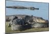 American Alligators Sunning, Myakka River, Myakka River Sp, Florida-Maresa Pryor-Mounted Photographic Print