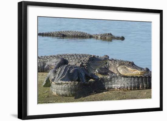 American Alligators Sunning, Myakka River, Myakka River Sp, Florida-Maresa Pryor-Framed Photographic Print