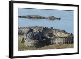 American Alligators Sunning, Myakka River, Myakka River Sp, Florida-Maresa Pryor-Framed Photographic Print