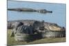 American Alligators Sunning, Myakka River, Myakka River Sp, Florida-Maresa Pryor-Mounted Photographic Print