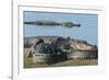 American Alligators Sunning, Myakka River, Myakka River Sp, Florida-Maresa Pryor-Framed Photographic Print