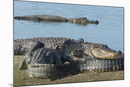 American Alligators Sunning, Myakka River, Myakka River Sp, Florida-Maresa Pryor-Mounted Photographic Print