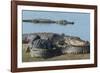 American Alligators Sunning, Myakka River, Myakka River Sp, Florida-Maresa Pryor-Framed Photographic Print