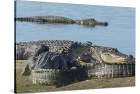 American Alligators Sunning, Myakka River, Myakka River Sp, Florida-Maresa Pryor-Stretched Canvas