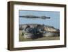 American Alligators Sunning, Myakka River, Myakka River Sp, Florida-Maresa Pryor-Framed Photographic Print