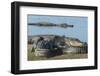 American Alligators Sunning, Myakka River, Myakka River Sp, Florida-Maresa Pryor-Framed Photographic Print