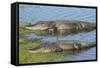 American Alligators Sunning, Myakka River State Park, Florida, Usa-Maresa Pryor-Framed Stretched Canvas